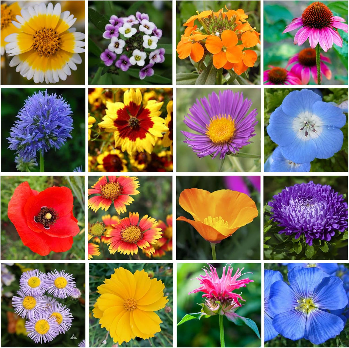 Mini Wildflower Seed Shaker - Save The Bees Seed Mix, by GevaGrow | 80,000+ Seeds | Pollinator &