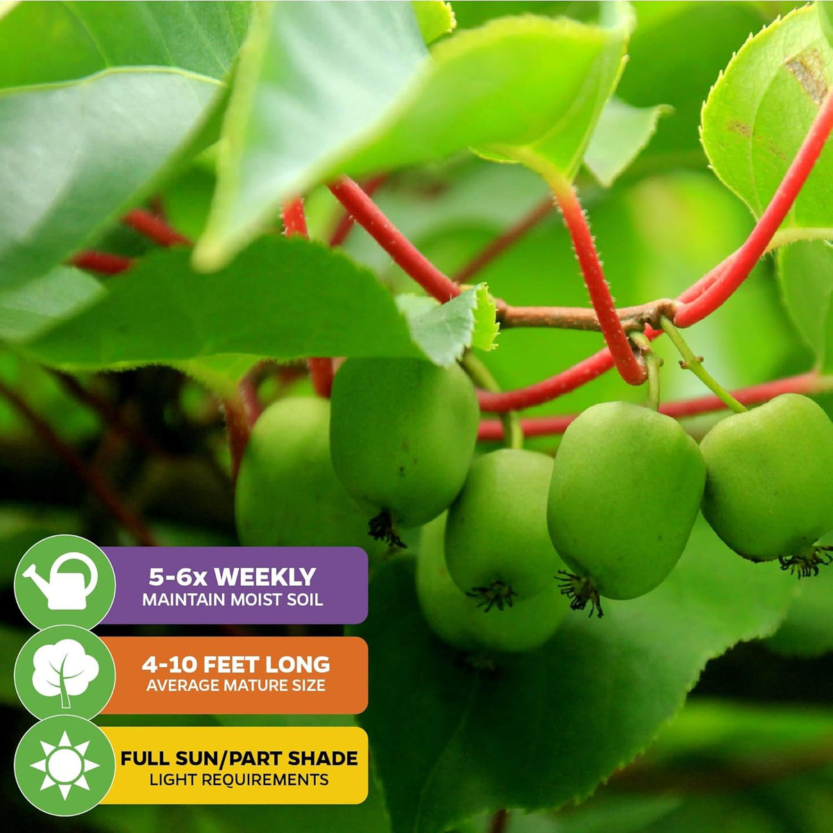 Issai Kiwi Vine Live Plant - Actinidia arguta by Wellspring Garden - Hardy Kiwi Fruit Trees Live