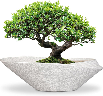Bonsai Pots - 18 Inch Ceramic Plant Pot for Bonsai Tree, Modern Indoor & Outdoor Succulent Planter