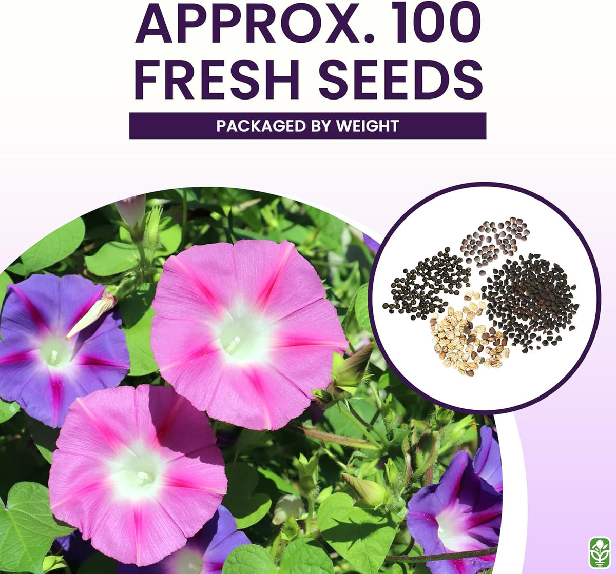 Climbing Vine Seeds for Planting – Colorful Mix of Climbing Flower Seeds: Morning Glory