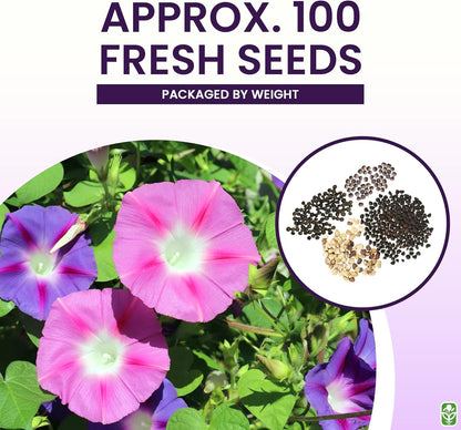 Climbing Vine Seeds for Planting – Colorful Mix of Climbing Flower Seeds: Morning Glory