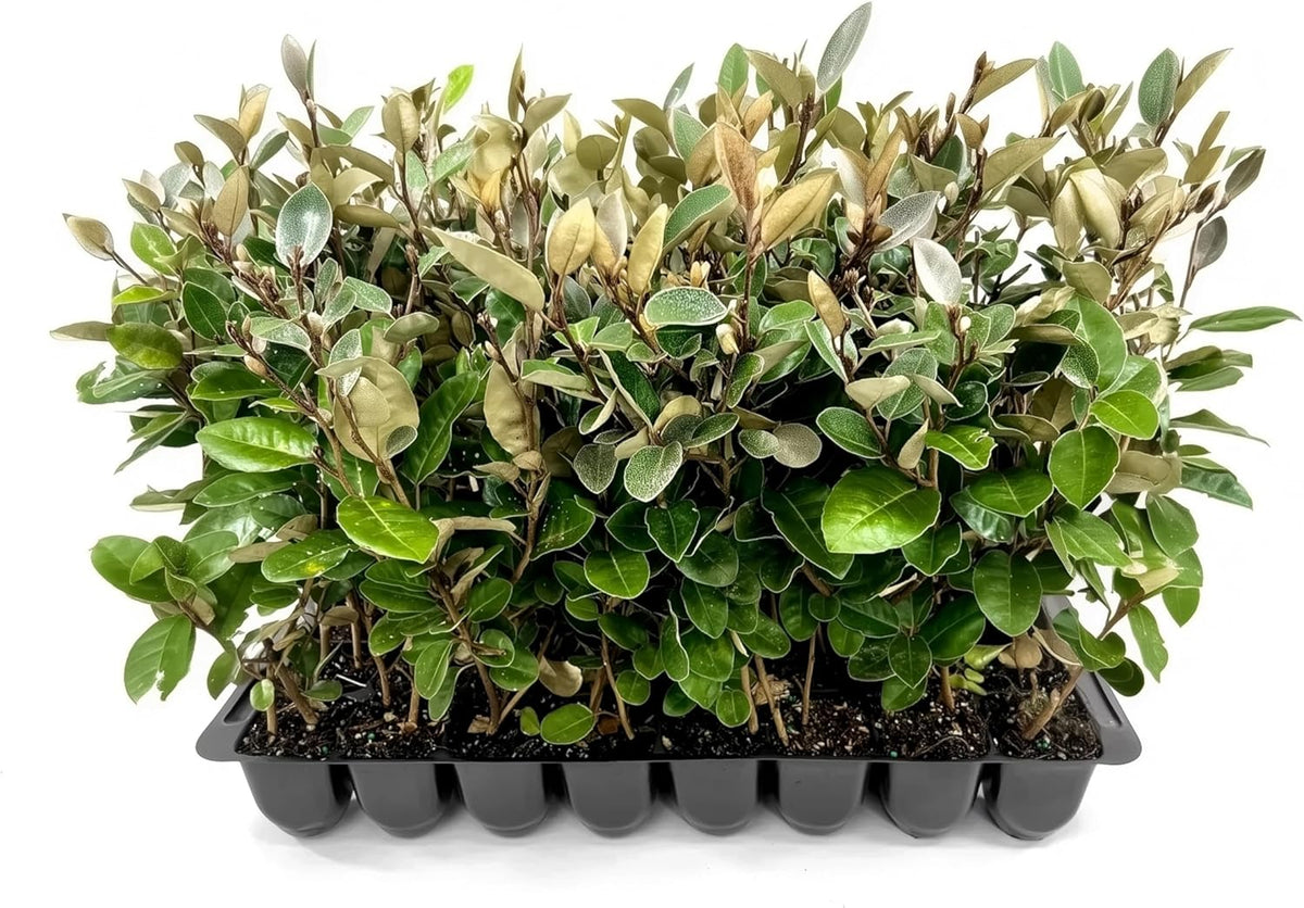 Elaeagnus Pungens I 30 Live Plants I Thorny Olive I Hardy Evergreen Shrub with Fragrant Blooms