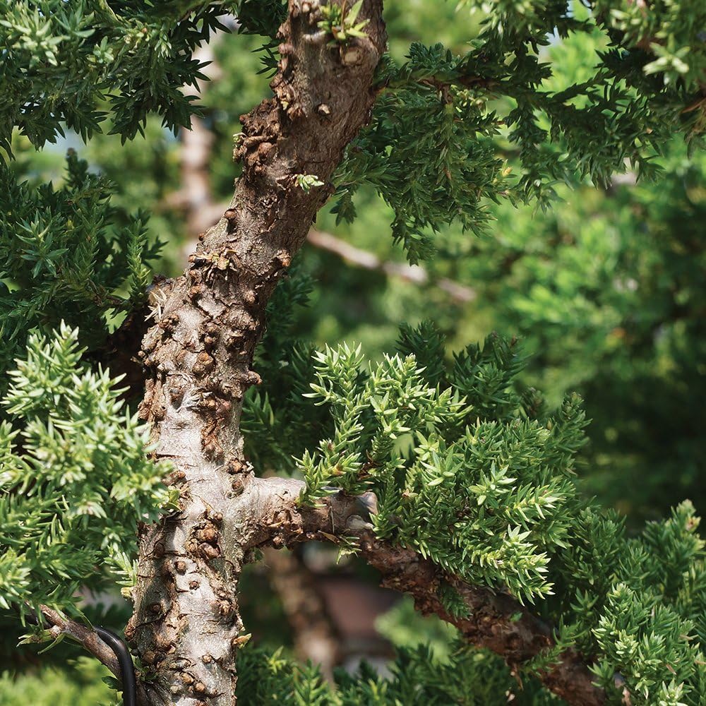 Brussel's Bonsai Live Green Mound Juniper Bonsai Tree - Medium, 5 Year, 6 to 10 Inches - Outdoor