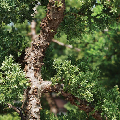 Brussel's Bonsai Live Green Mound Juniper Bonsai Tree - Medium, 5 Year, 6 to 10 Inches - Outdoor