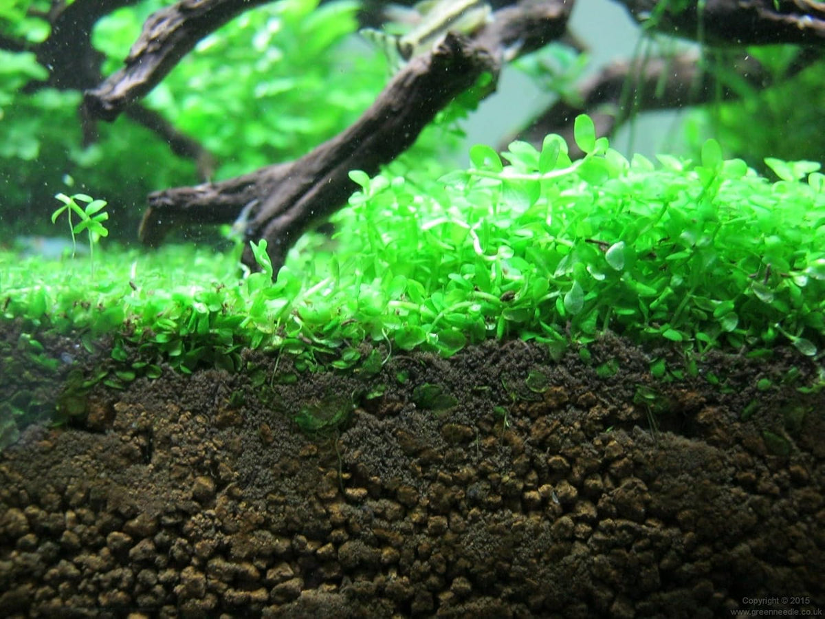 Foreground Potted Live Aquarium Plants | Freshwater Aquatic Plants for Aquariums (Potted Monte