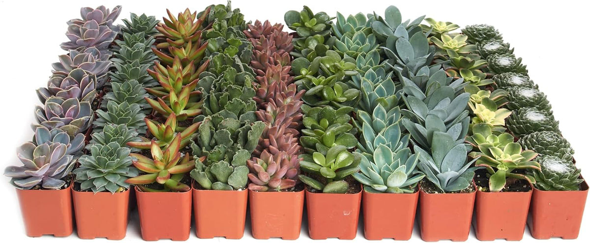 Shop Succulents Assorted Succulent Plant Pack Collection - Live Mini Succulent Plants, Low