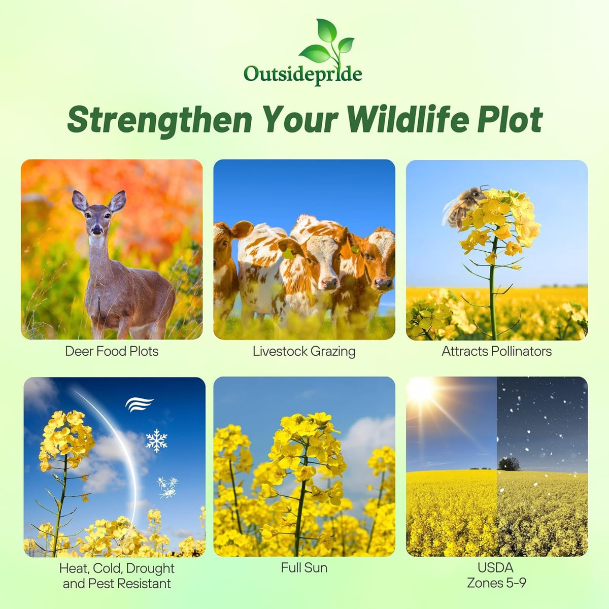 Outsidepride Trophy Forage Rape Seed - 1 Lb Heat, Cold & Drought-Tolerant Brassica Food Plot Seed