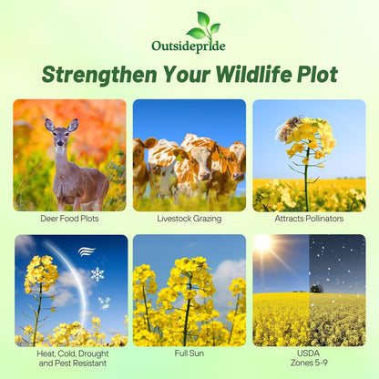 Outsidepride Trophy Forage Rape Seed - 10 Lbs Heat, Cold & Drought-Tolerant Brassica Food Plot