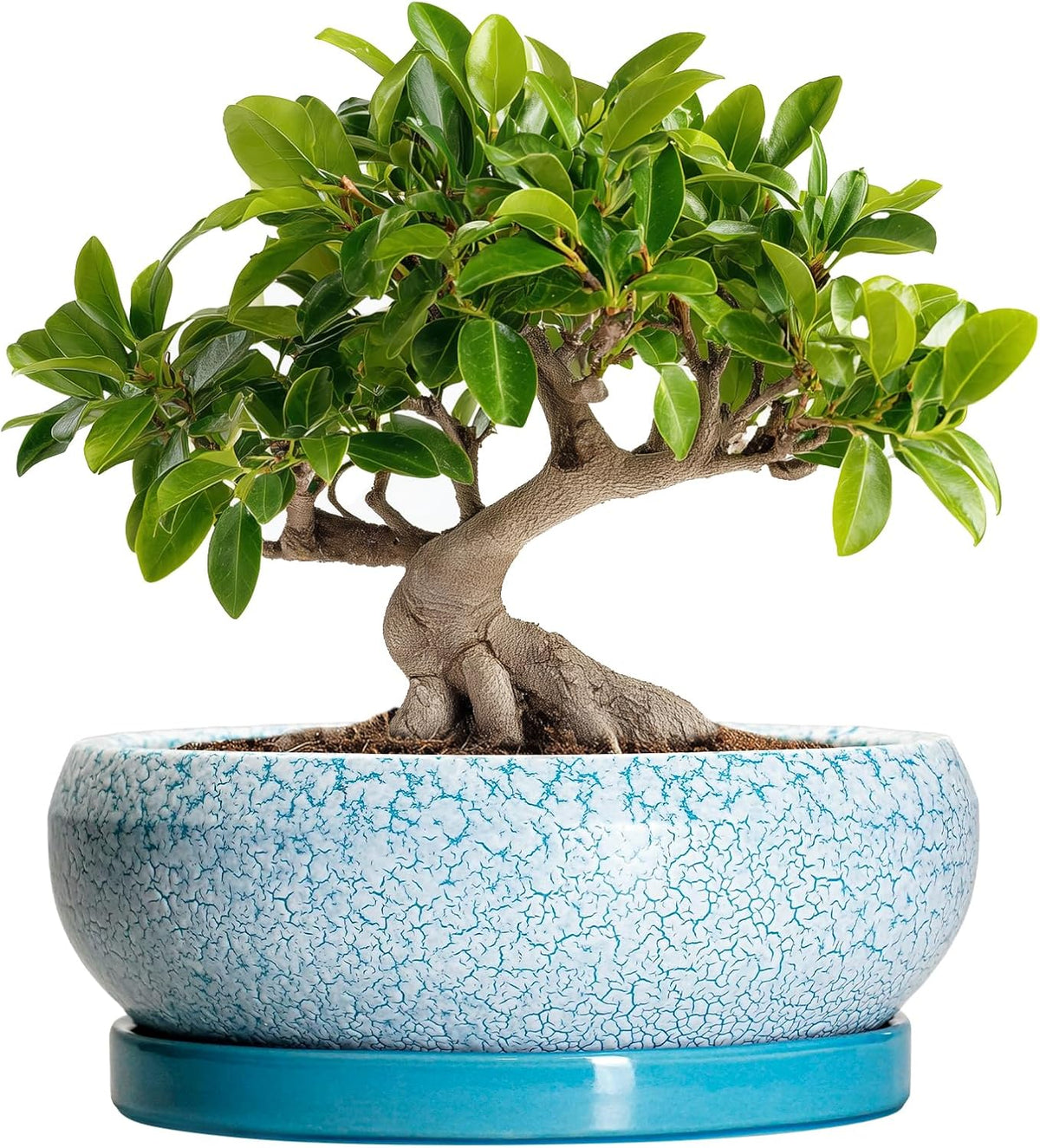 Bonsai Pots 10 Inch - Shallow Ceramic Planters for Indoor Outdoor, Succulent Pots with Drainage
