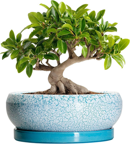 Bonsai Pots 10 Inch - Shallow Ceramic Planters for Indoor Outdoor, Succulent Pots with Drainage