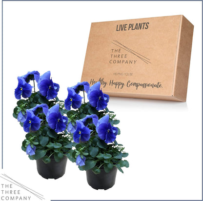 Live Healthy Flowering Pansies - Blue (4 Plants Per Pack), Beautiful Fall Color, 6" Tall by 4" Wide
