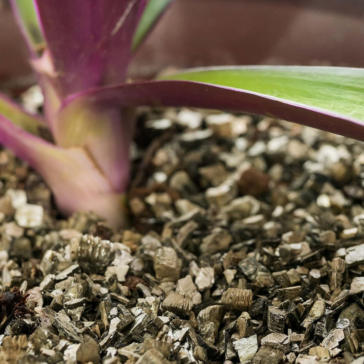 Gardenera Zamioculcas Potting Mix - Unlock Robust Growth and Striking Leaves with Our