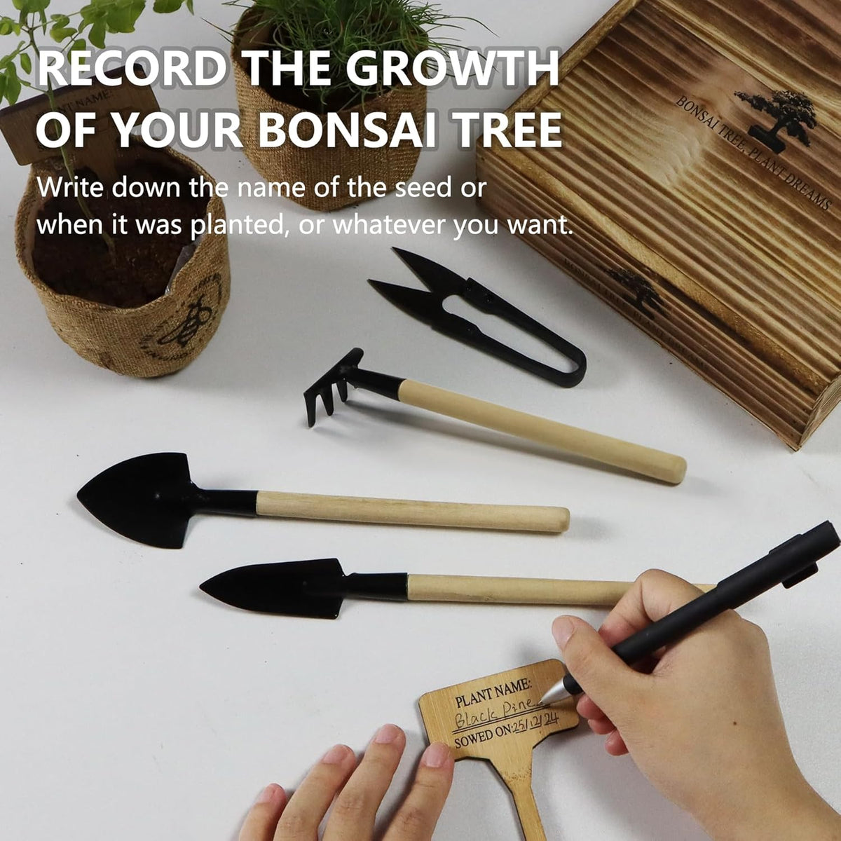 Bonsai Tree Starter Kit for Beginners - Indoor Live Plant Gardening Adult Craft Kits - Unique