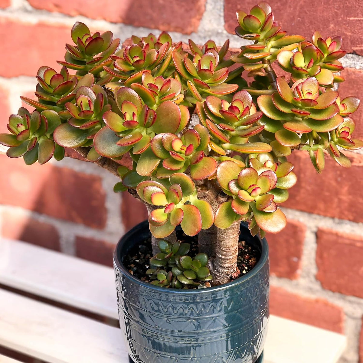 Sprout N Green Dwarf Jade - Crassula Ovata Crosby's Compact, Rare Cute Succulent Plant Fully Rooted