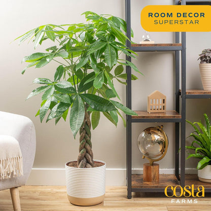 Costa Farms Money Tree Live Plants in Decorative Pot, Large Air Purifying Indoor Houseplant