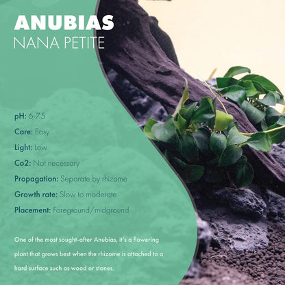SubstrateSource Anubias Live Aquarium Plants - Potted Freshwater Plant for Fish Tanks, Terrariums