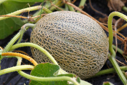 Melon Seeds Variety Pack for Planting – 4 Non-GMO Heirloom Varieties: Crimson Sweet & Sugar Baby