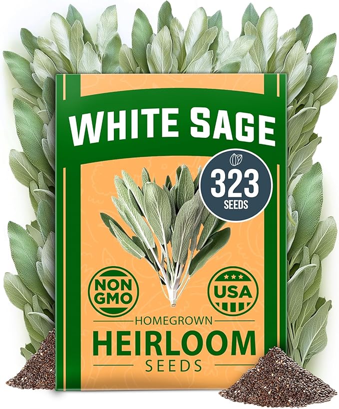 HOME GROWN 𝗨𝗦𝗔 𝗣𝗥𝗘𝗠𝗜𝗨𝗠 White Sage Seeds 323 Pack 𝗡𝗢𝗡-𝗚𝗠𝗢 Heirloom Seeds - Grow