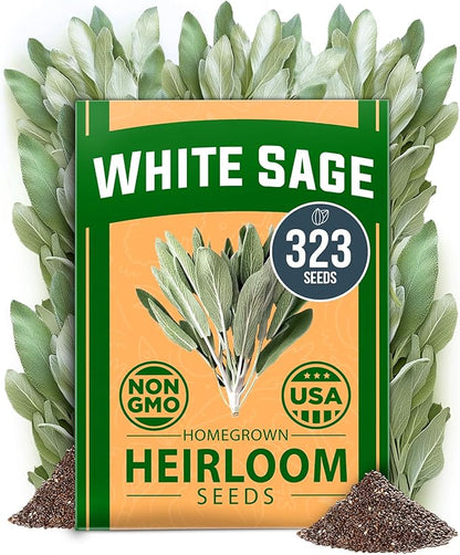 HOME GROWN 𝗨𝗦𝗔 𝗣𝗥𝗘𝗠𝗜𝗨𝗠 White Sage Seeds 323 Pack 𝗡𝗢𝗡-𝗚𝗠𝗢 Heirloom Seeds - Grow