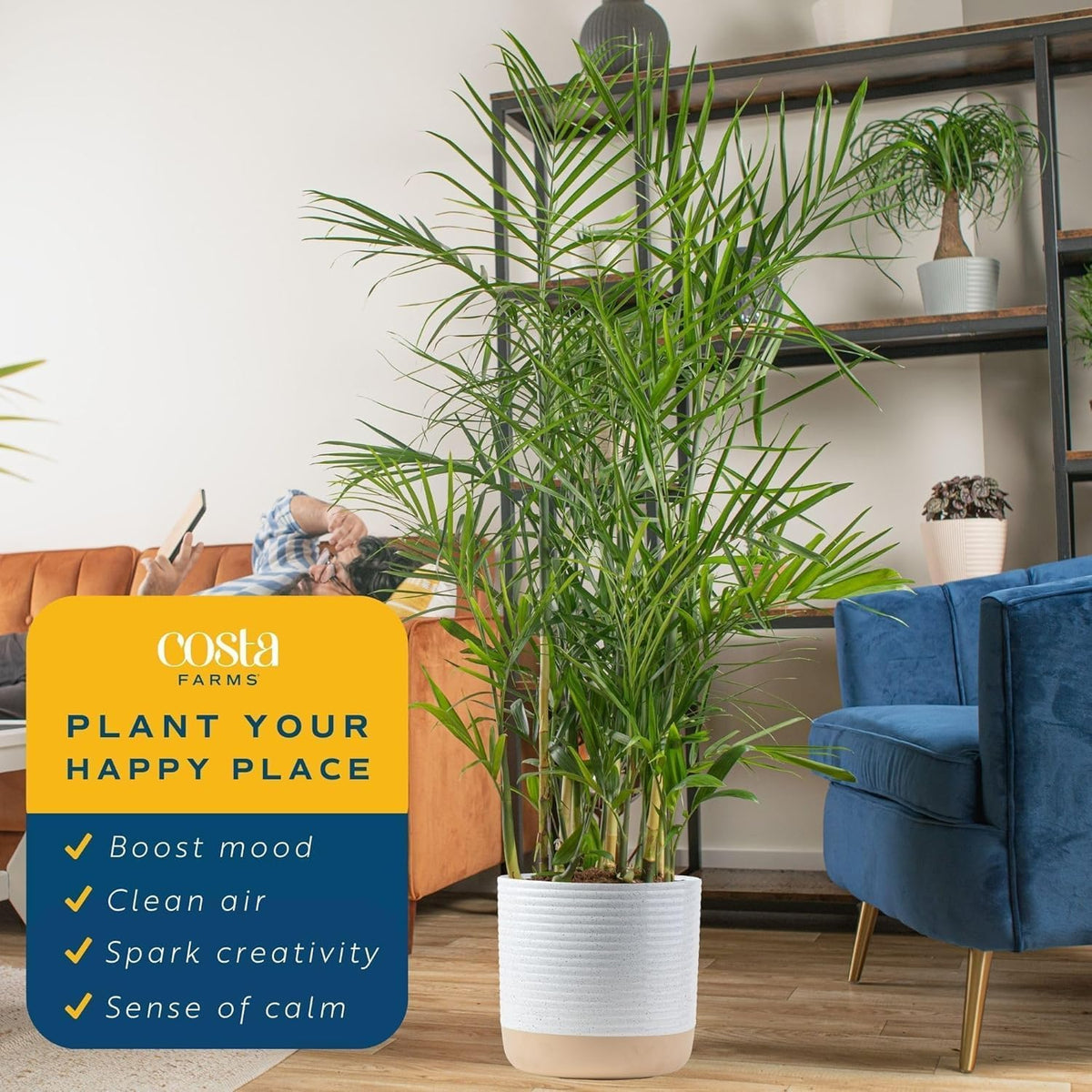 Costa Farms Bamboo Palm Live Plant in Decorative Pot, Air Purifying Large Indoor Houseplant