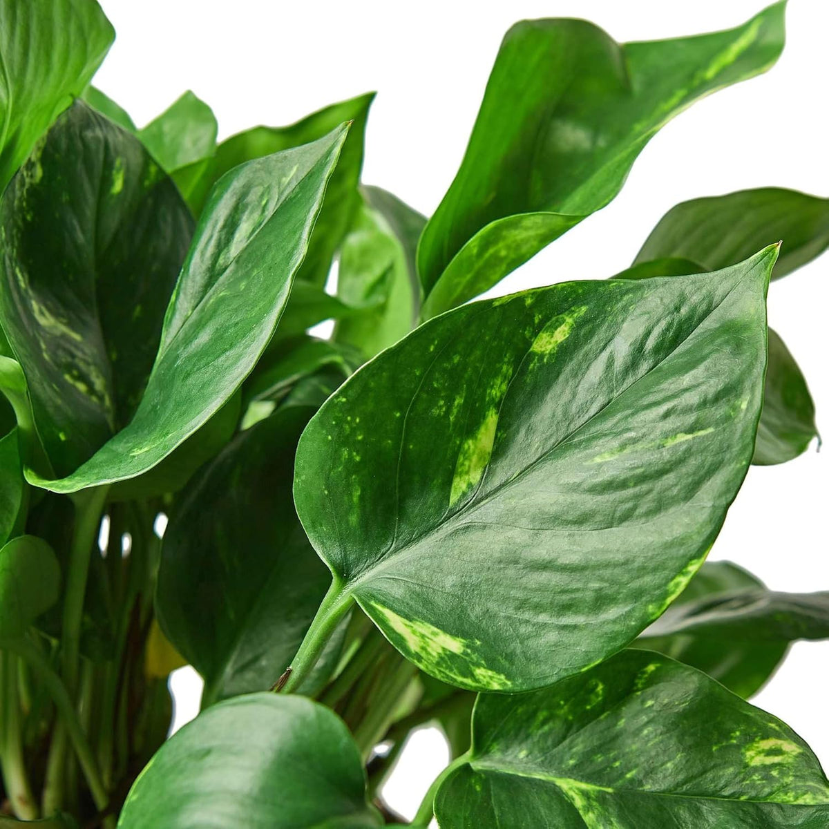 Pothos Golden Live Plant for Indoor | Different Houseplants in 4'' & 6'' Pot | Real House Plant for