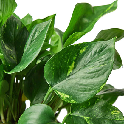 Pothos Golden Live Plant for Indoor | Different Houseplants in 4'' & 6'' Pot | Real House Plant for
