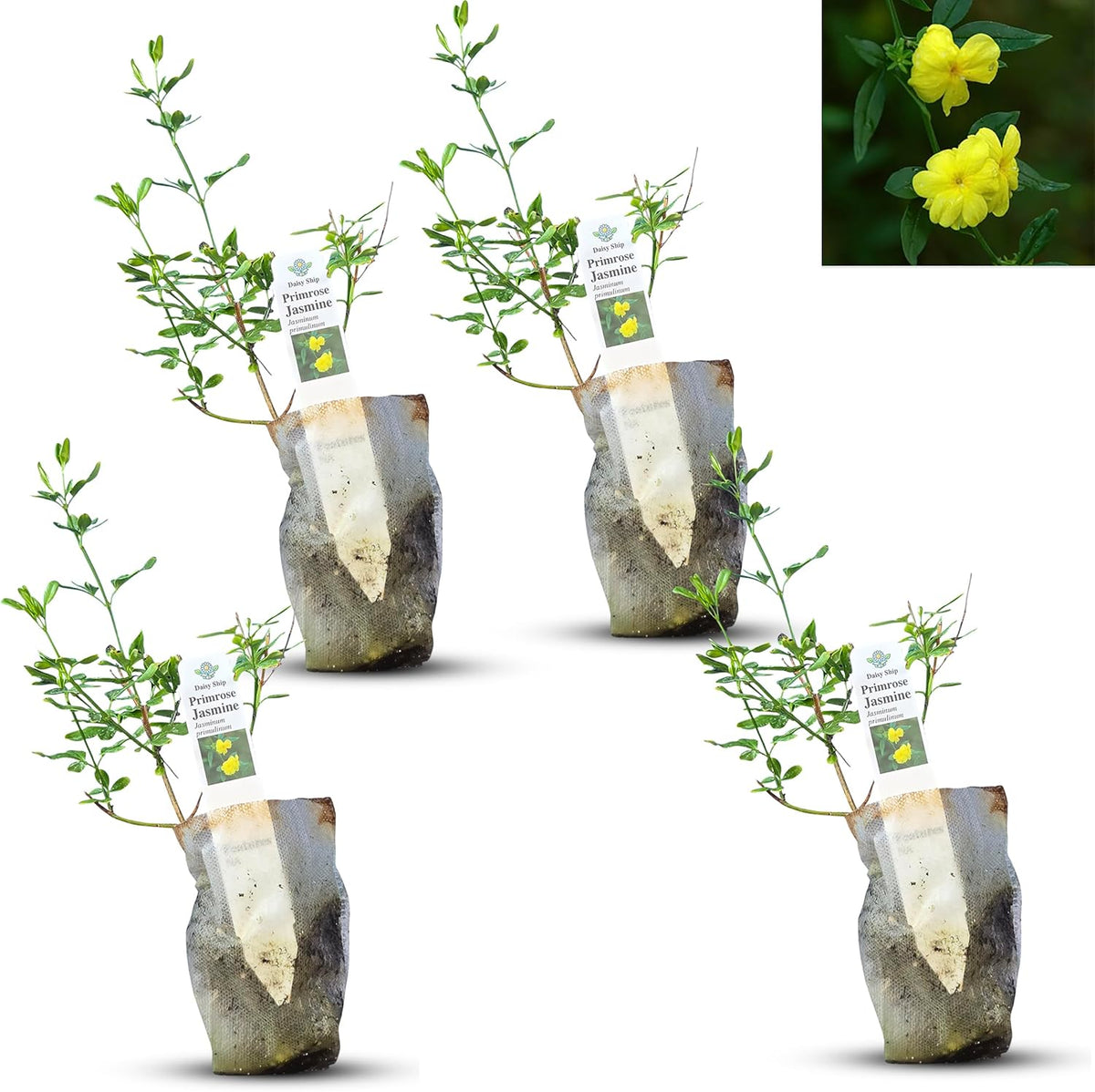 Primrose Jasmine (Jasminum Mesnyi) Live Plant - Fragrant Yellow Blooms. Japanese, Chinese, Asian.
