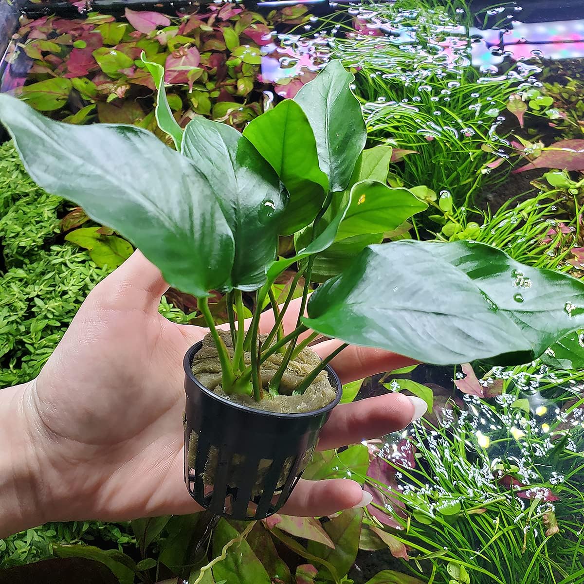 SubstrateSource Anubias Live Aquarium Plants - Potted Freshwater Plant for Fish Tanks, Terrariums
