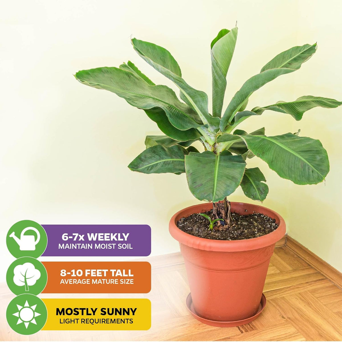 Dwarf Cavendish Banana Plant Live Tree - Musa by Wellspring Gardens – Starter Plant for Indoor and