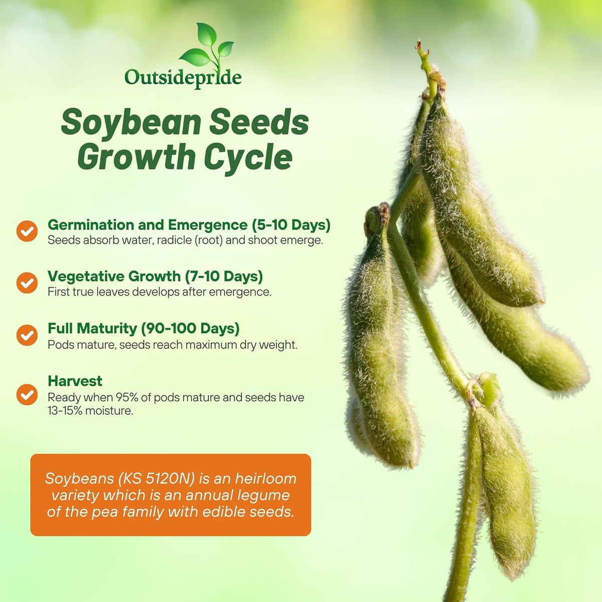 Outsidepride Soybean Seeds - 25 lbs High-Protein & High Yield Heirloom Variety Soy Beans, Ideal for