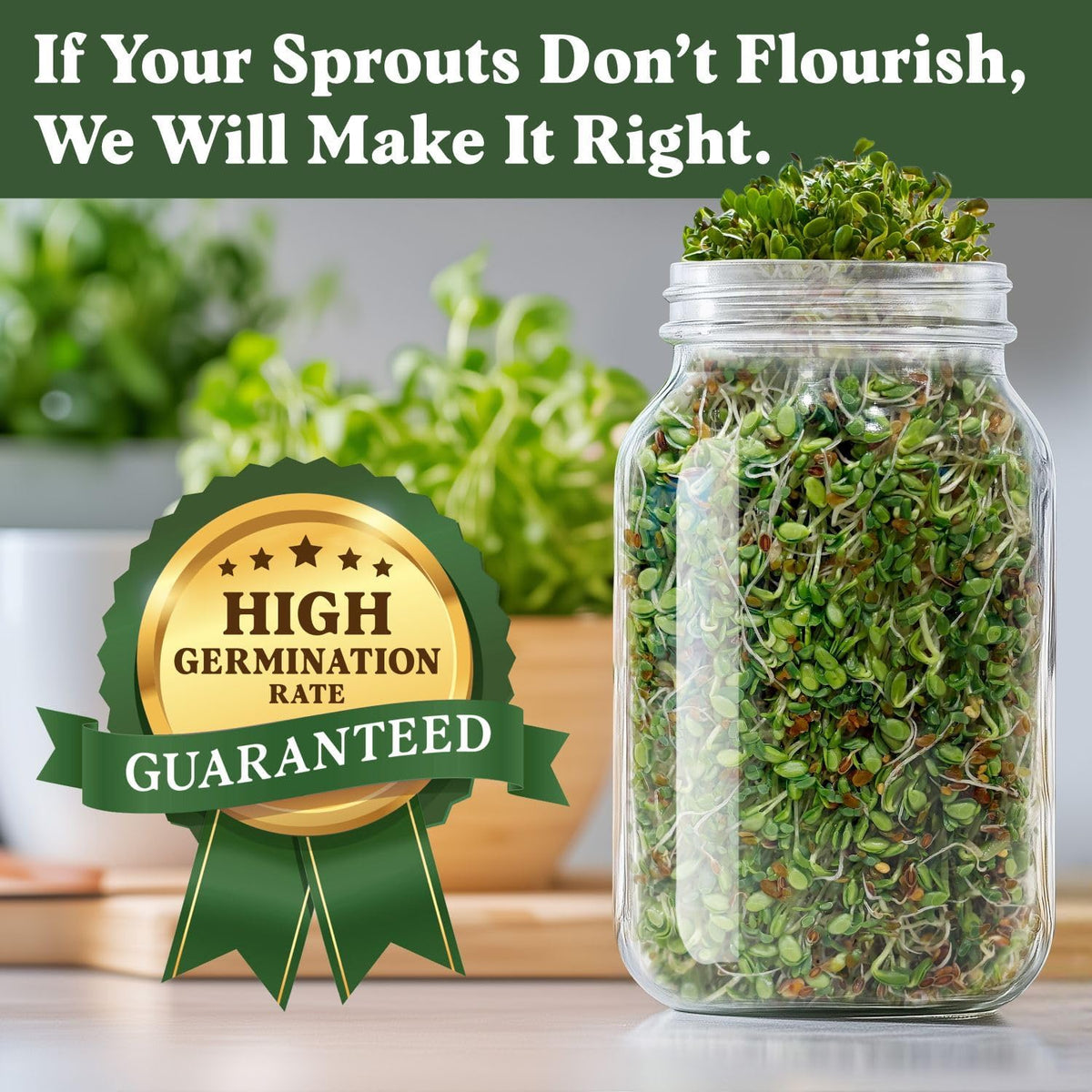 Seedboy Organic Non-GMO Sprouting Seeds, Gut Health Blend – USA Grown Microgreens Mix with Clover