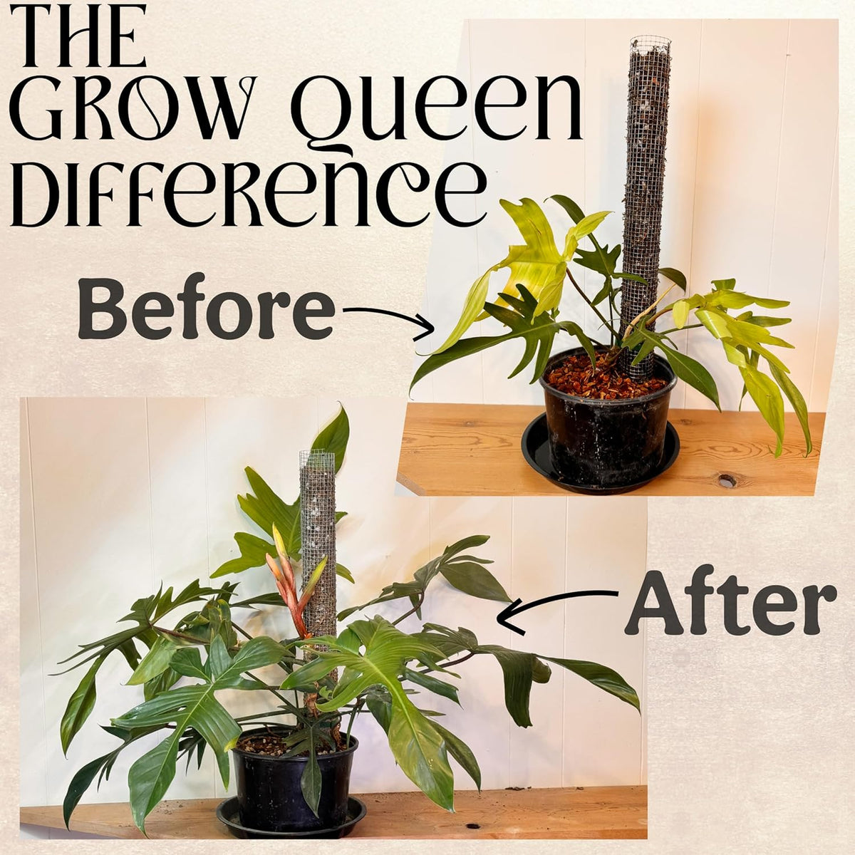 The All-in-One Complete Organic Plant Food, Indoor Plant Food for Houseplants, Organic Fertilizer