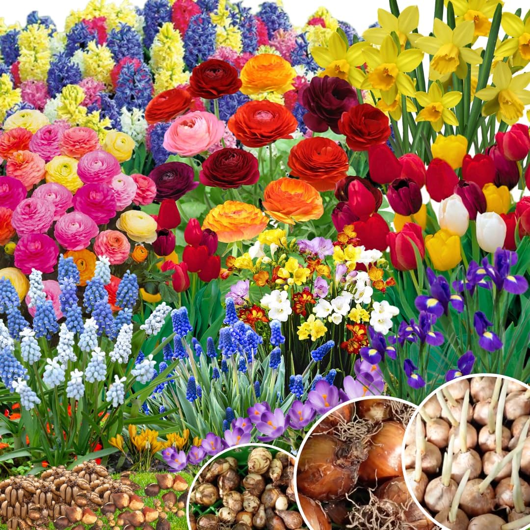 50 Mix Flowers Bulbs for Fall Planting, Perennial Flower Bulbs, Early Spring Flower to Plant