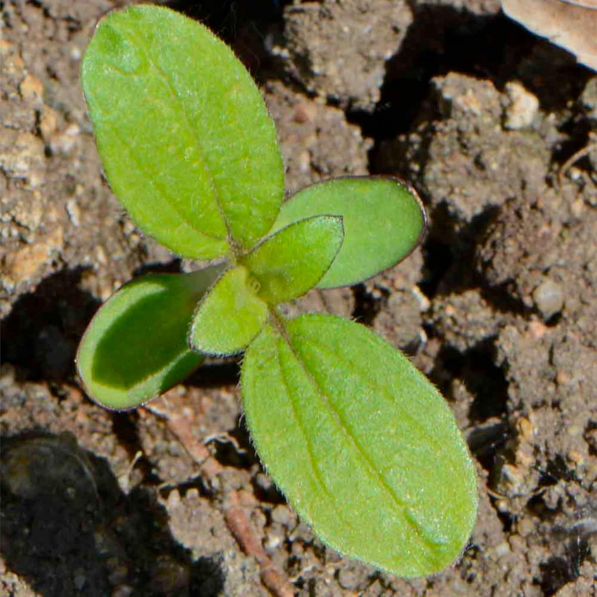 Seed Needs Sunflower Seeds to Plant The Original Crazy Blend | 500+ Heirloom Seeds 15+ Varieties