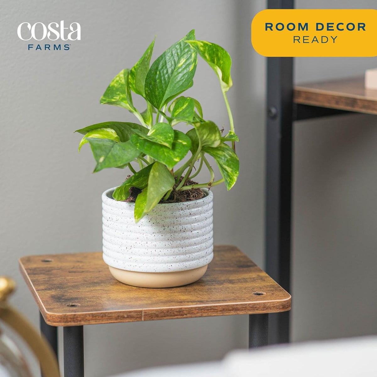 Costa Farms Golden Pothos Live Plant, Easy Care Indoor House Plant in Modern Decor Planter Pot