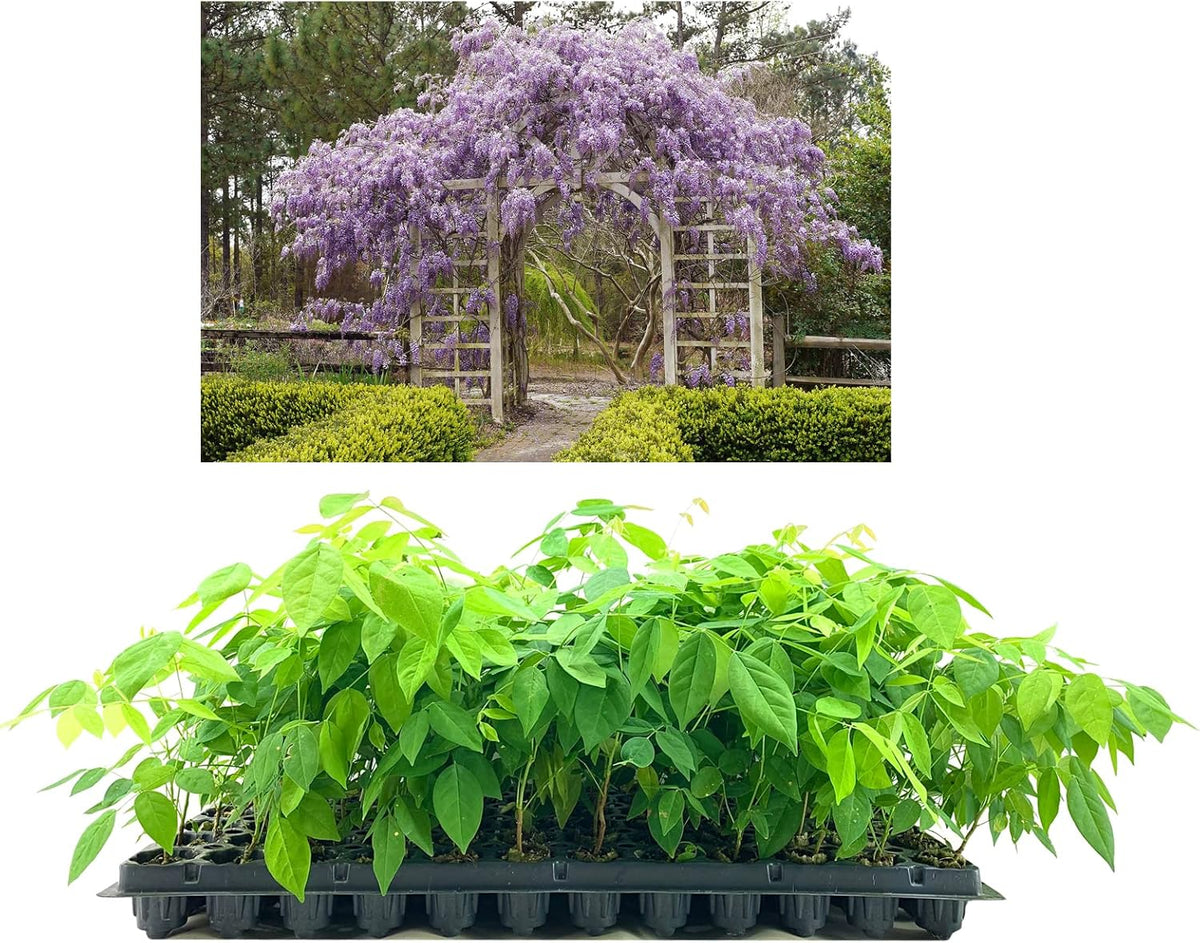 Amethyst Falls Wisteria Frutescens Vine | 20 Live Plants | Beautiful Drought Tolerant Fragrant