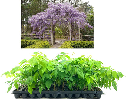 Amethyst Falls Wisteria Frutescens Vine | 20 Live Plants | Beautiful Drought Tolerant Fragrant