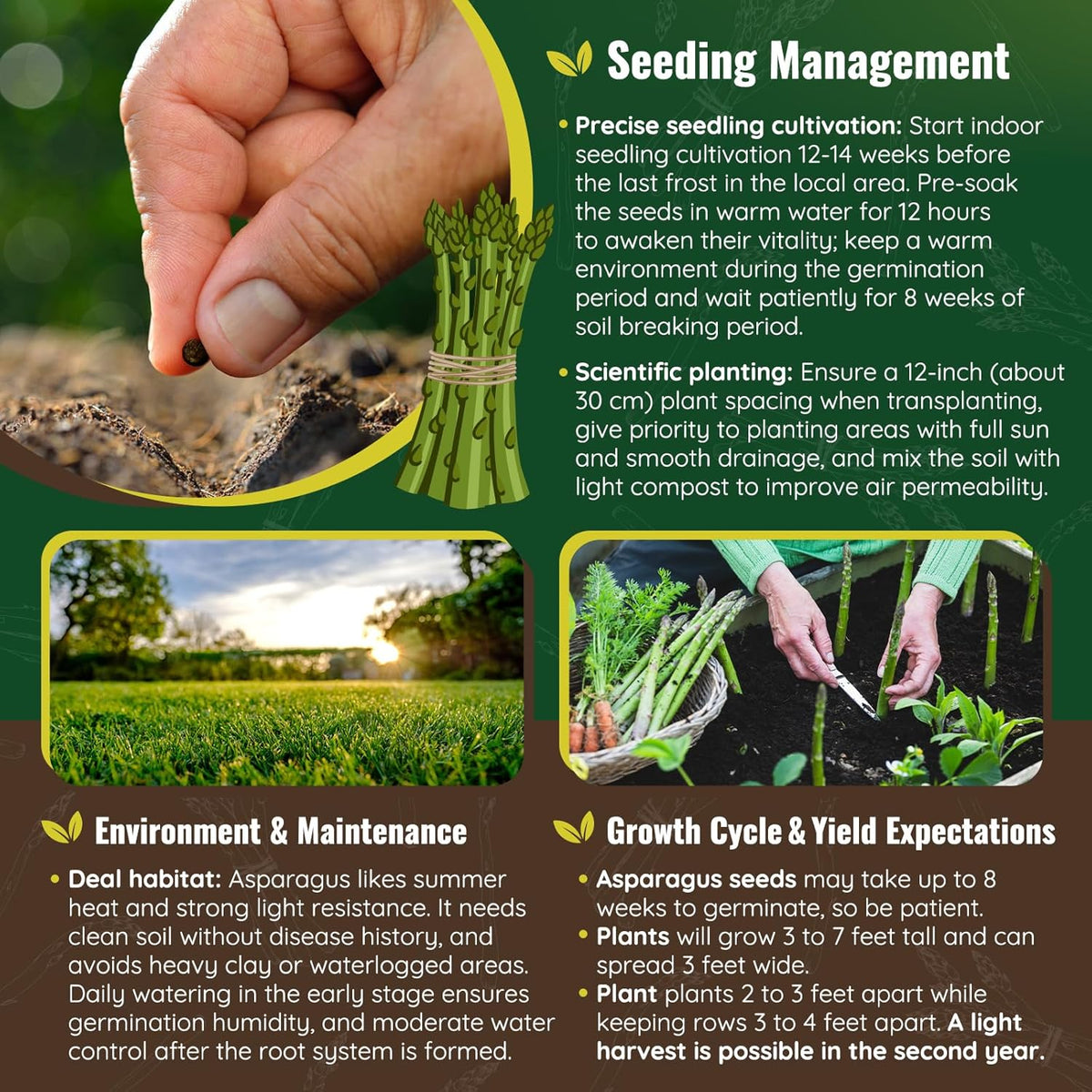 Mary Washington Asparagus Seeds - 900 Seeds, Non-GMO Heirloom Organic Seeds with Planting