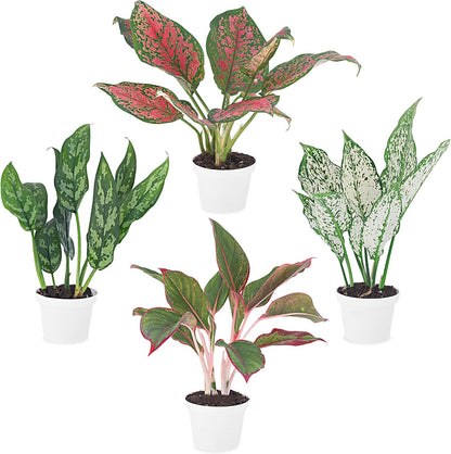 Aglaonema Live Plant Collection (4-Pack) - Chinese Evergreen Plants in 2-Inch Pots | Easy-Care