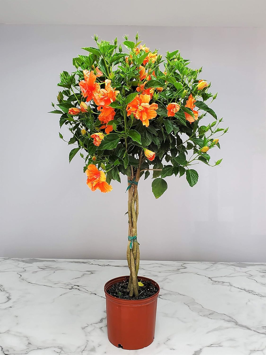 Braided Live Hibiscus Tree - Double Peach Flower - Tropical Plants of Florida - Overall Height 38"