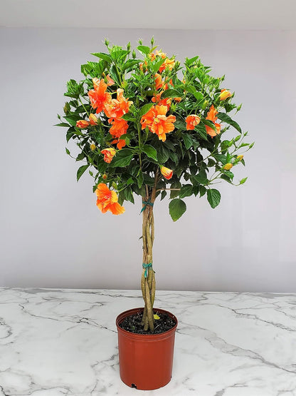 Braided Live Hibiscus Tree - Double Peach Flower - Tropical Plants of Florida - Overall Height 38"
