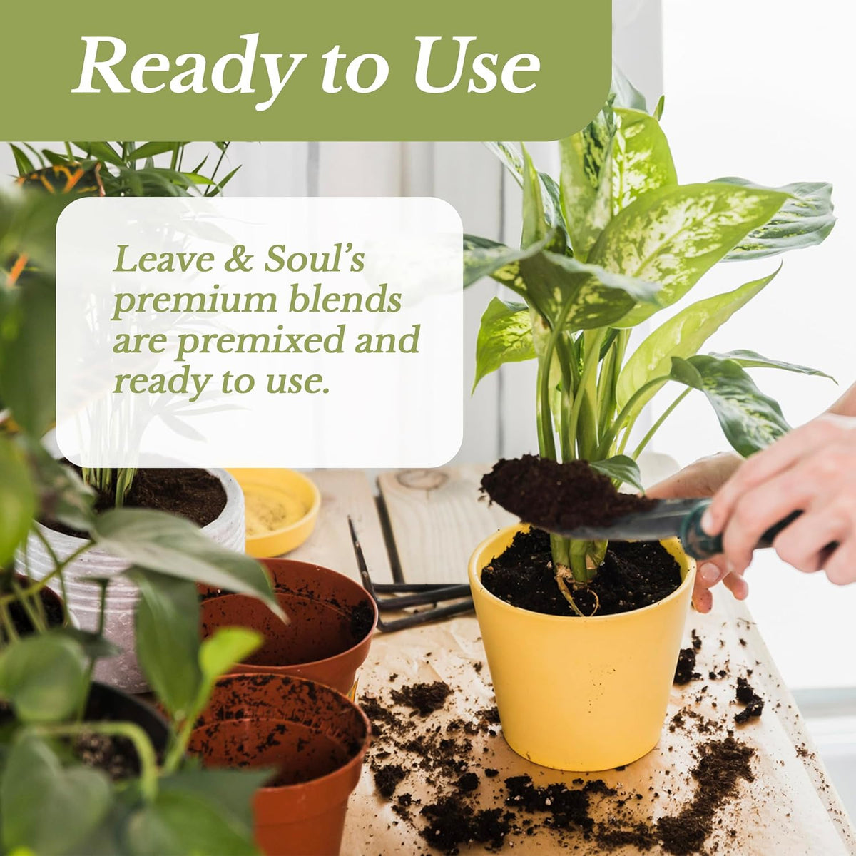 Indoor Plant Soil Premium All Purpose Blend | Large 2.2 Quarts | Ready to Use for Indoor Container
