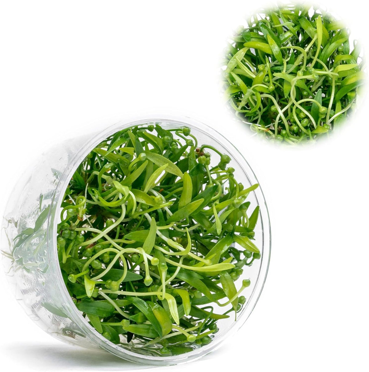 Ultum Nature Systems Live Tissue Culture - Helanthium tenellum 'Broad Leaf' - Easy - Medium to High