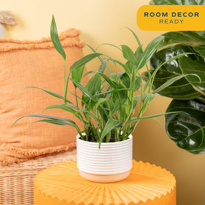 Costa Farms Live Pothos Plant, Indoor Plant Houseplant, Epipremnum Asplisimum, Rare Unique Indoor