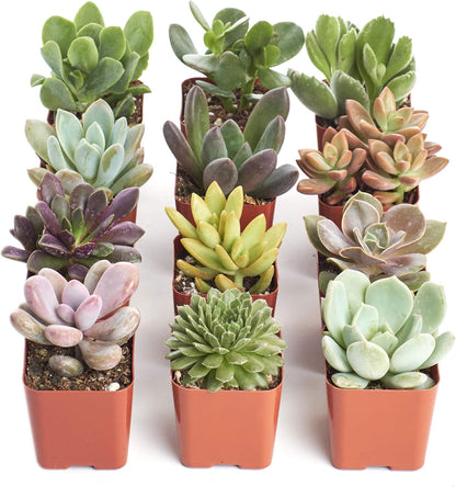 Shop Succulents Unique Succulent Plant Pack Collection - Live Mini Succulent Plants, Low