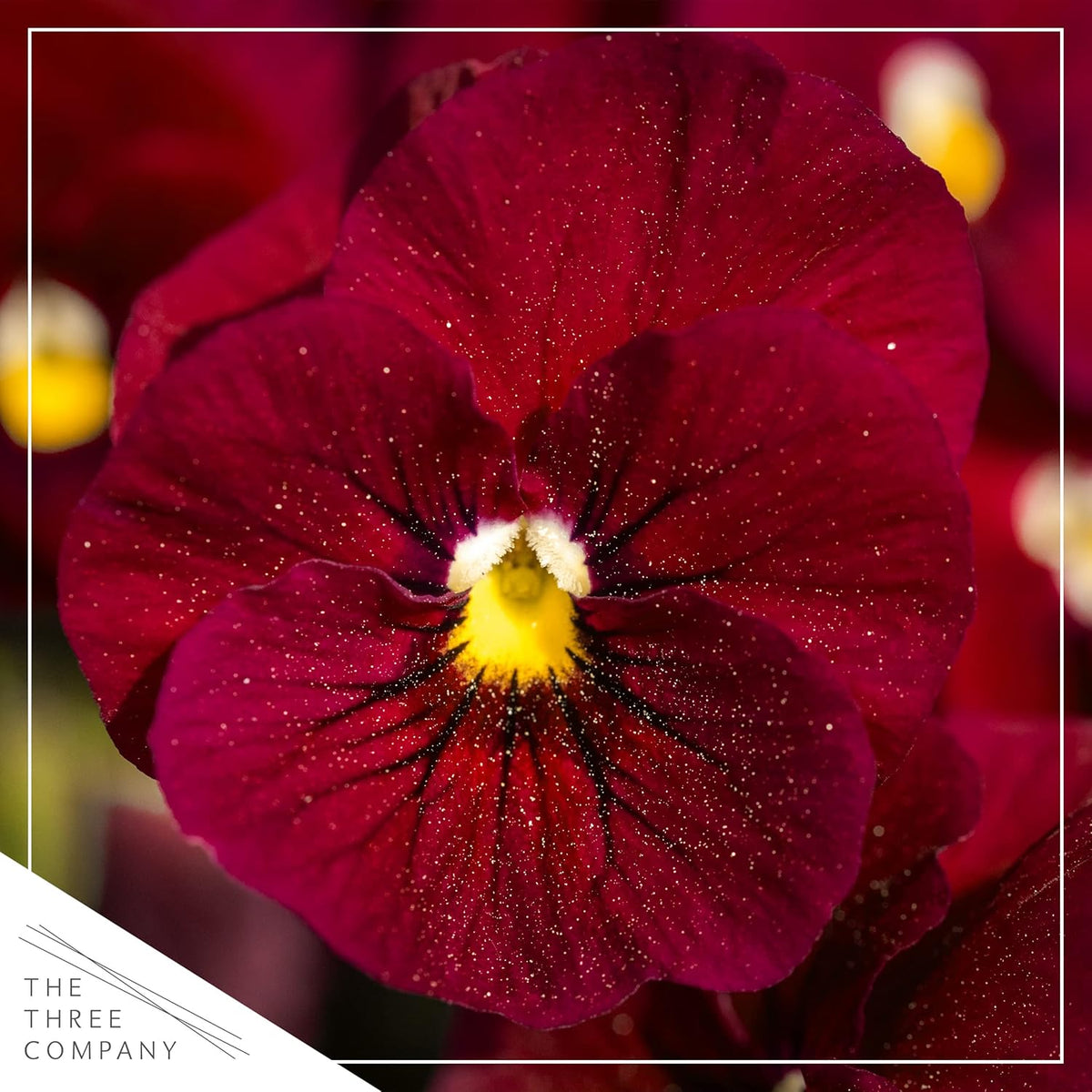 Live Healthy Flowering Pansies - Red Blotch (4 Plants Per Pack), Beautiful Fall Color, 6" Tall by