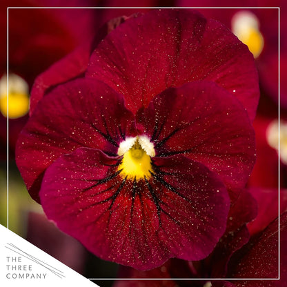 Live Healthy Flowering Pansies - Red Blotch (4 Plants Per Pack), Beautiful Fall Color, 6" Tall by