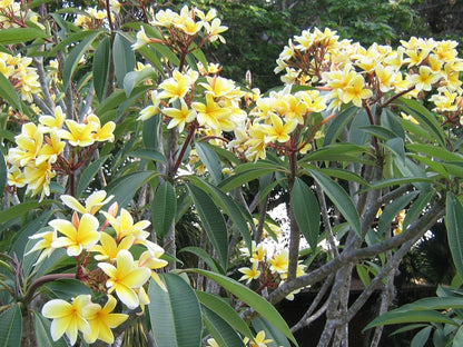 Hawaiian Frangipani Plumeria Plant Cuttings 10 Inches Long C1 Discount Hawaiian Gifts