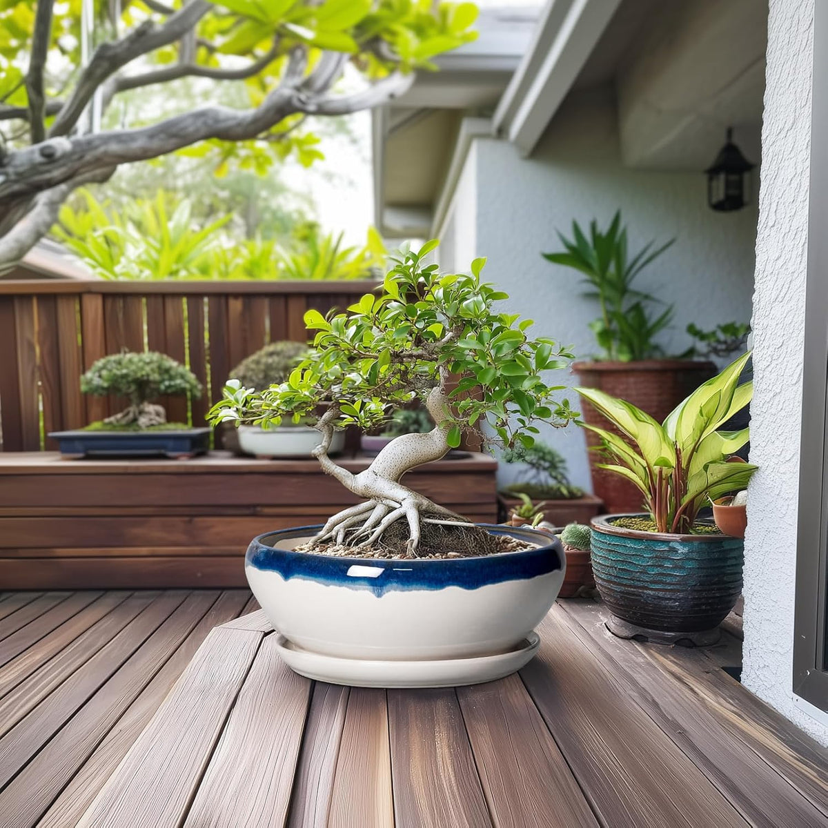 SQOWL Bonsai Tree Pots - 12 Inch Ceramic Succulent Planters, Large Bonsai Pot with Drainage Hole