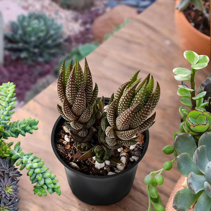 Sprout N Green Haworthia coarctata VAR. adelaidensis, Rare Live Succulent Plant Fully Rooted in